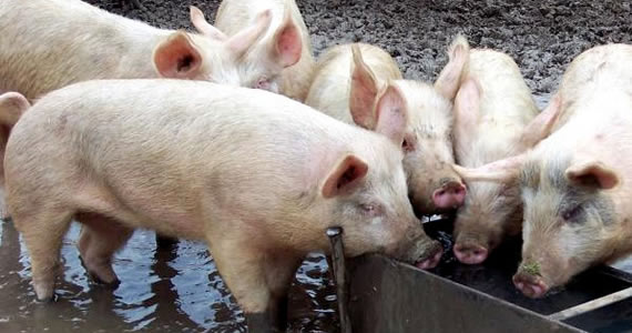 pigs-at-the-trough.jpg